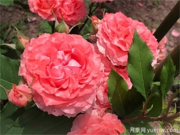 珊瑚果凍月季，花量大花期長，抗性強(qiáng)耐修剪