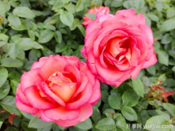 中國(guó)古人種植月季的經(jīng)驗(yàn)！看看老祖宗是怎么種月季花的！