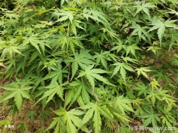 常見(jiàn)的30種色葉植物，為城市園林增綠添彩