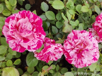 哪些植物相生相克？看其中奧秘