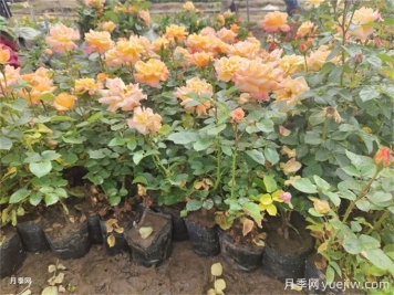 夏季管理盆花月季注意哪些？月季花有哪三大作用？