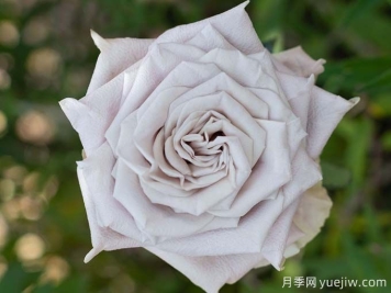 曼塔月季，神秘與優(yōu)雅并存玫瑰