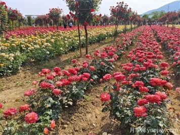 月季入秋花事全掌握，修剪施肥，秋花想不美都難
