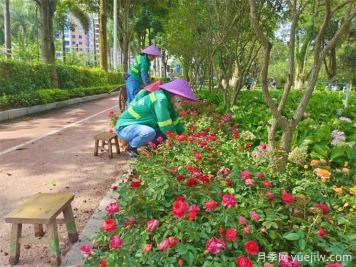 欽州月季應用和景觀圖集