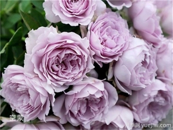 名字好聽(tīng)顏值又高的月季花