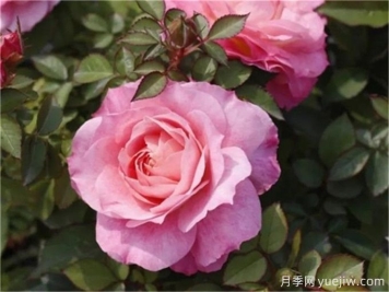 海神王陽(yáng)臺(tái)月季，花量豐富花期長(zhǎng)，陽(yáng)臺(tái)黨喜愛(ài)