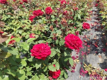 家里月季花葉子變黃，原來是因為這5個原因