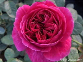 伊芙酒窖月季，花香迷人養(yǎng)護(hù)簡(jiǎn)單