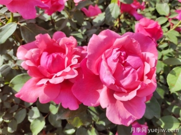 南陽有6300余種月季，你認(rèn)識(shí)幾種？