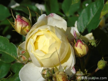 凡妮莎貝爾月季，華南耐濕熱低維護(hù)月季