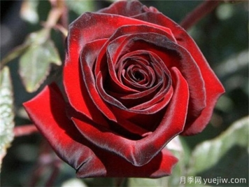黑魔術(shù)月季，四季開花，耐熱耐寒，花大鮮艷
