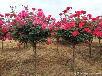 月季樹(shù)多少錢一棵？樹(shù)狀月季原產(chǎn)地的價(jià)格