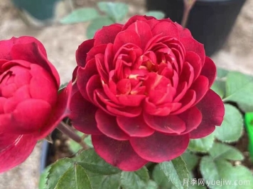 櫻桃果汁月季，勤花，花型優(yōu)美，香氣宜人