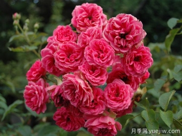 霍爾恩月季的介紹和優(yōu)點