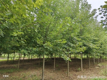 100種常見(jiàn)園林綠化植物