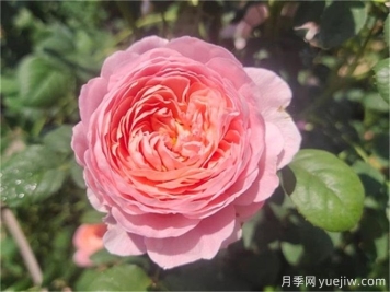 花期超長(zhǎng)的3個(gè)月季花，你一定會(huì)愛上它們