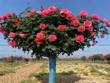 月季花期可以施肥嗎？應(yīng)該施什么肥呢？