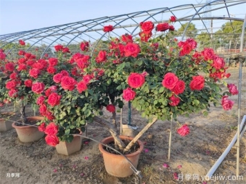 月季如何才能有更多分枝、開花更多？