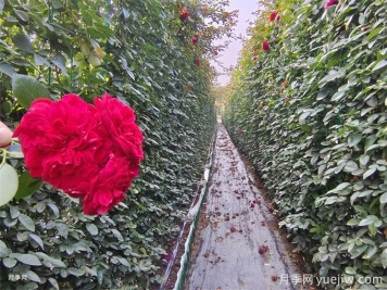 紅色月季花墻網(wǎng)片現(xiàn)貨，打造網(wǎng)紅景觀