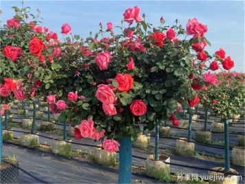 月季修剪越厲害開(kāi)花越多？月季修剪方法