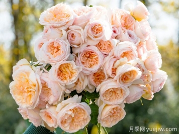 5款月季推薦！花友種過(guò)都說(shuō)好的品種