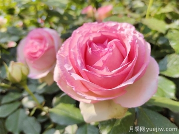 月季養(yǎng)護(hù)特輯：月季病蟲(chóng)害，這一篇全總結(jié)