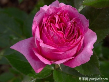 伯納黛特拉方特月季介紹，花美花大濃香勤花