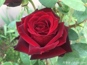 黑珍珠月季，神秘美麗的黑色玫瑰