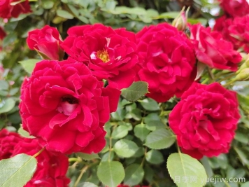 薔薇花的花語，八大顏色薔薇的花語