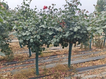 秋季樹狀月季種植管理和養(yǎng)護(hù)介紹