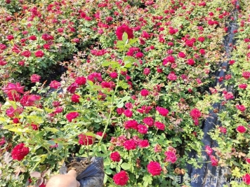 延安市園林綠化適合種月季花嗎？