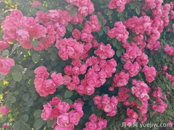 月季薔薇每次開花后怎么養(yǎng)護？