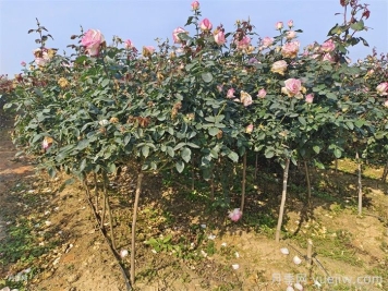 月季秋季施肥后需要澆水嗎？