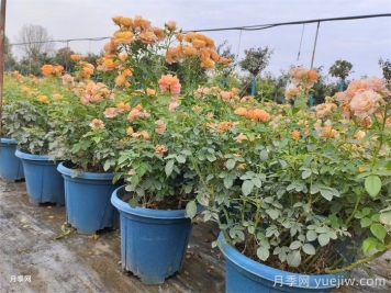 如何判斷月季盆花需要換盆？
