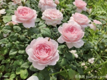 秋季灌木月季開爆花，做好這5點 