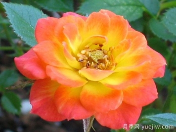 金太陽月季/太陽黃金