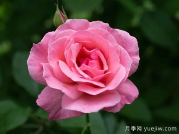 伊麗莎白女王的優(yōu)缺點是什么？
