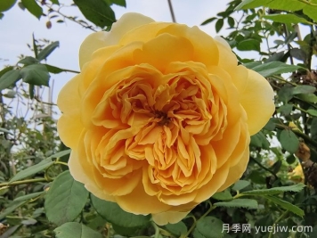 黃金慶典月季介紹及優(yōu)缺點(diǎn)