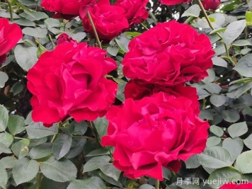 御用馬車月季介紹及優(yōu)缺點(diǎn)
