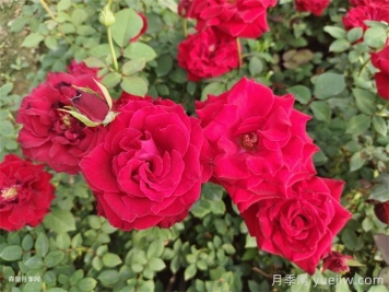 玫瑰鮮切花病蟲害防治技術(shù)