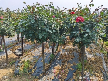 不同時(shí)期的樹狀月季病蟲災(zāi)的防治辦法不同
