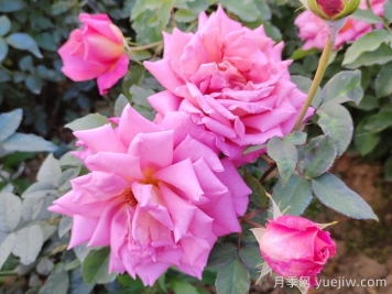 泉州適合種月季花嗎？