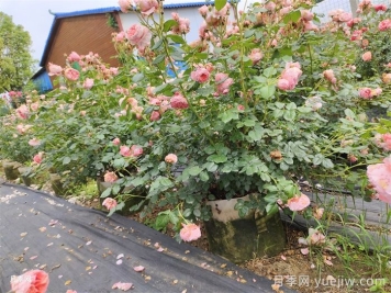 月季花爛根怎么辦？
