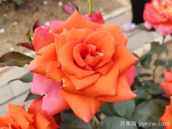 月季，每一花都是獨(dú)一無二的魅力