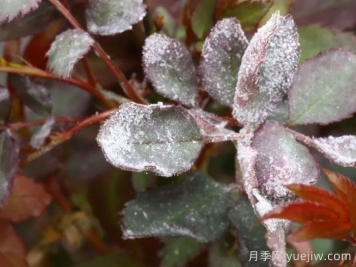 白粉病對月季苗有什么危害？