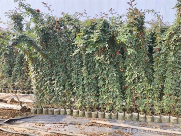 藤本月季為什么不開(kāi)花？