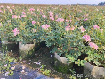 月季花葉子發(fā)黃怎么回事？4個(gè)原因