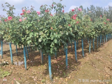 月季樹好活嗎？月季樹移栽成活率怎么樣？