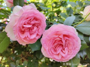 月季有多少個(gè)品種？