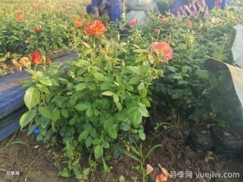 秋天綠化帶適合移栽月季苗嗎？